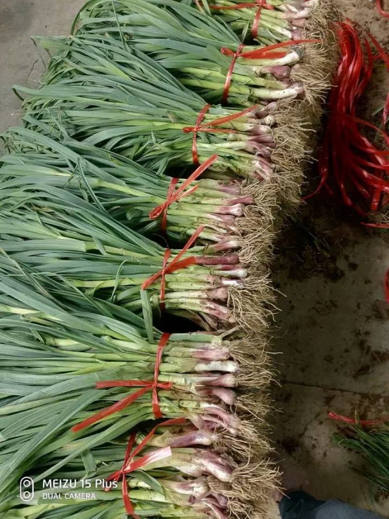 精品红根蒜苗叶宽颜色绿土干净质量好