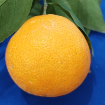 果冻橙