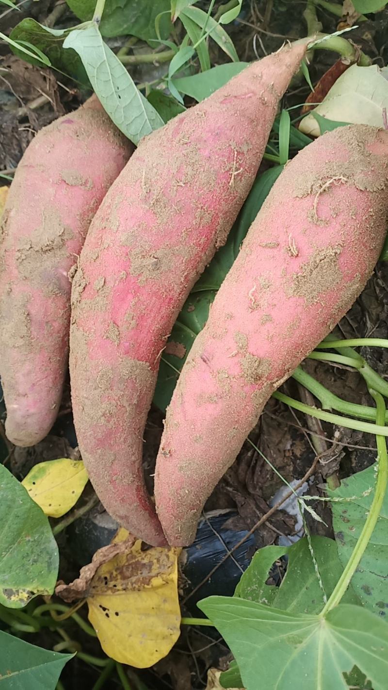 西瓜红红薯，条型均匀甜糯无丝，无虫眼，可储存需要的联系