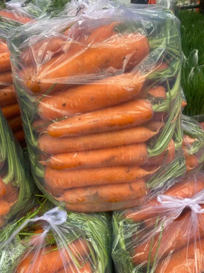 红萝卜提供水洗、半苗、全苗、北京包、各种包装一手货源