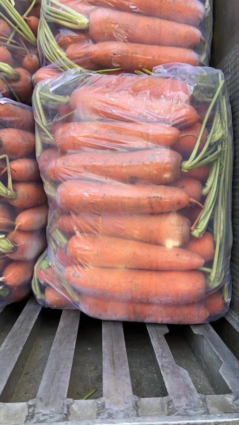 红萝卜提供水洗、半苗、全苗、北京包、各种包装一手货源