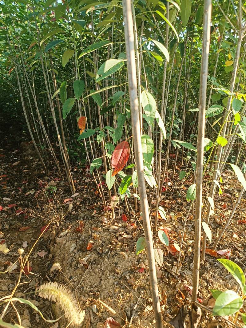 山乌桕，红叶乌桕