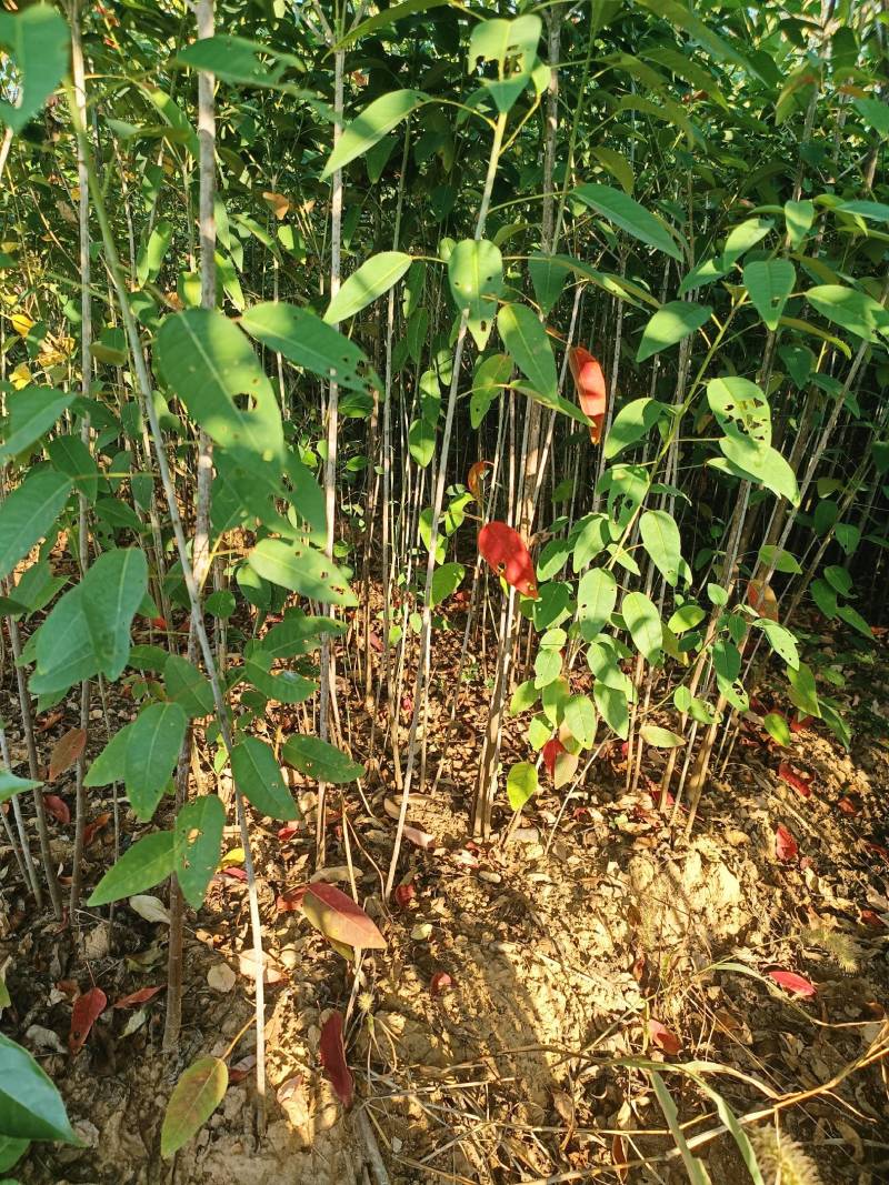 山乌桕，红叶乌桕