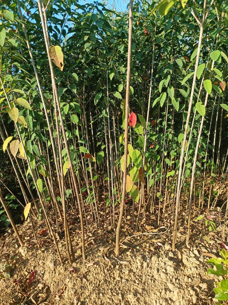 山乌桕，红叶乌桕
