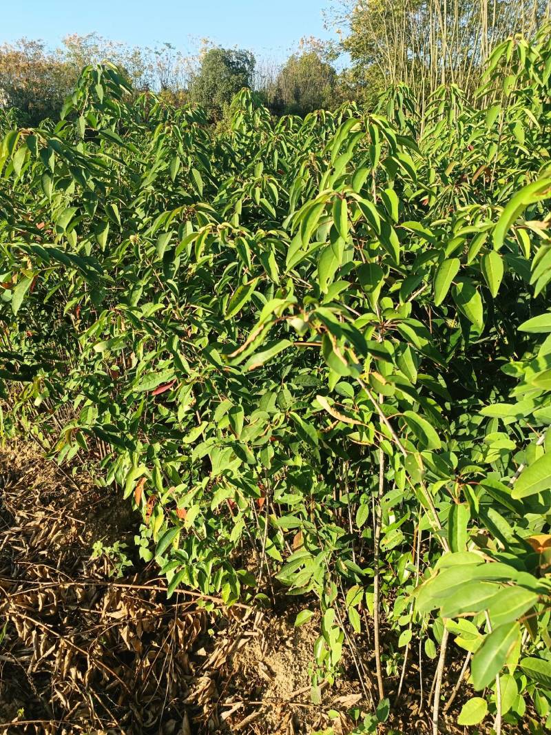山乌桕，红叶乌桕