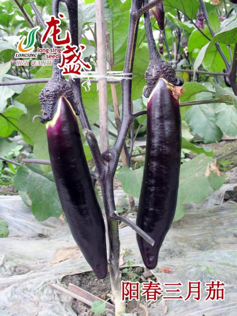 三月茄种子春秋两用茄子种子育苗专用丰产果皮紫黑色长茄种