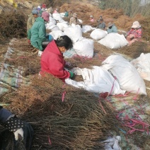 荆芥荆芥穗全棵全荆芥芥穗