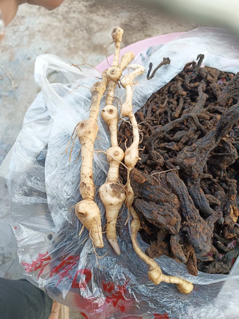 黄精一一一野生黄精九蒸九晒批发营养你我他
