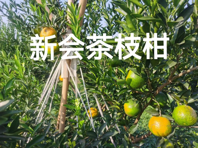 2025新会茶柑上市，东甲，梅岗，天马三江等产地可供釆摘