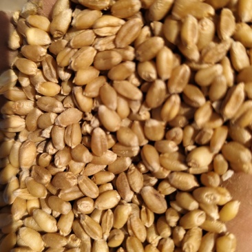 22年陈麦