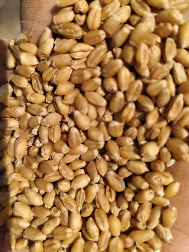 22年陈麦