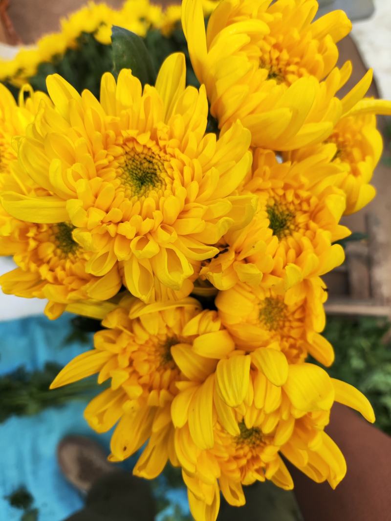 光玉黄菊花鲜切花独杆黄菊独杆光玉