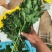 光玉黄菊花鲜切花独杆黄菊独杆光玉