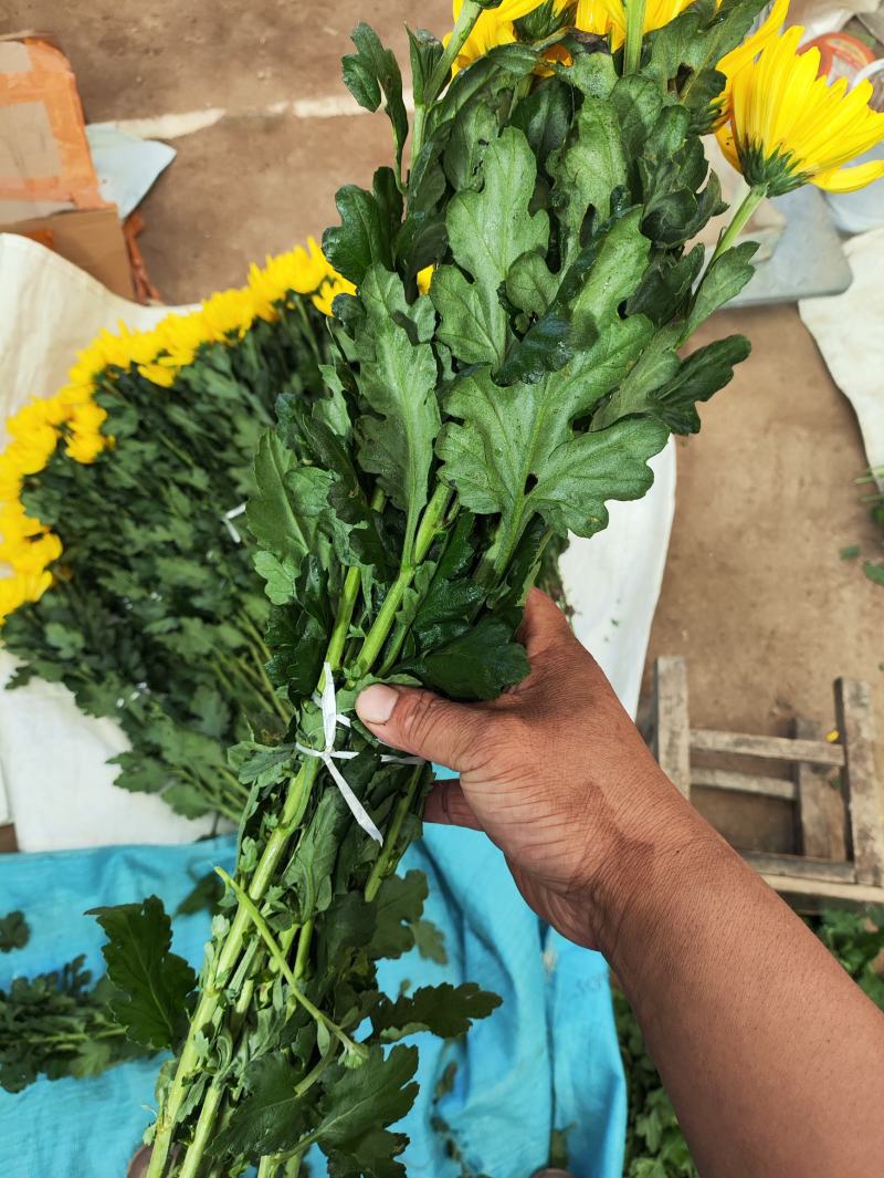 光玉黄菊花鲜切花独杆黄菊独杆光玉