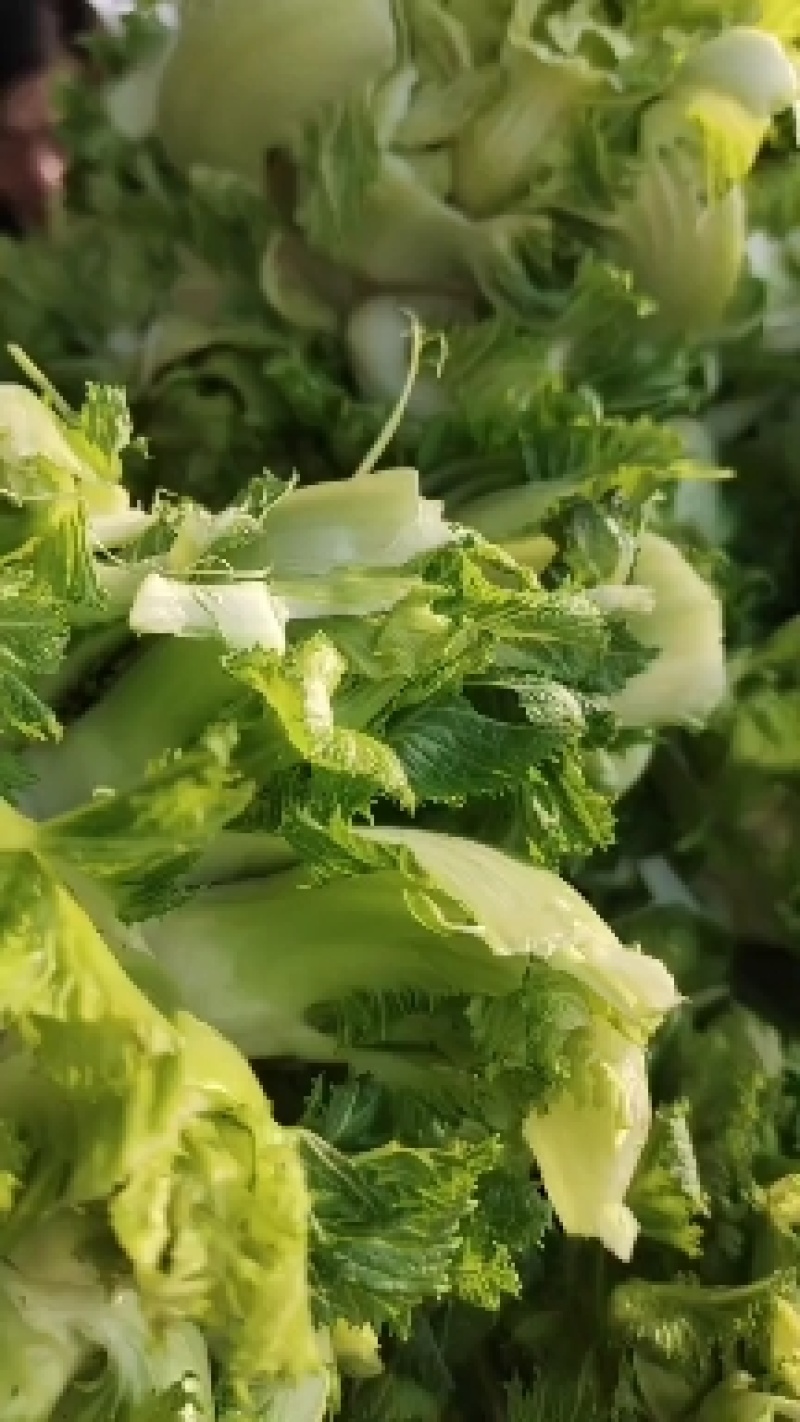 儿菜大量上市精品价格不贵需要的联系