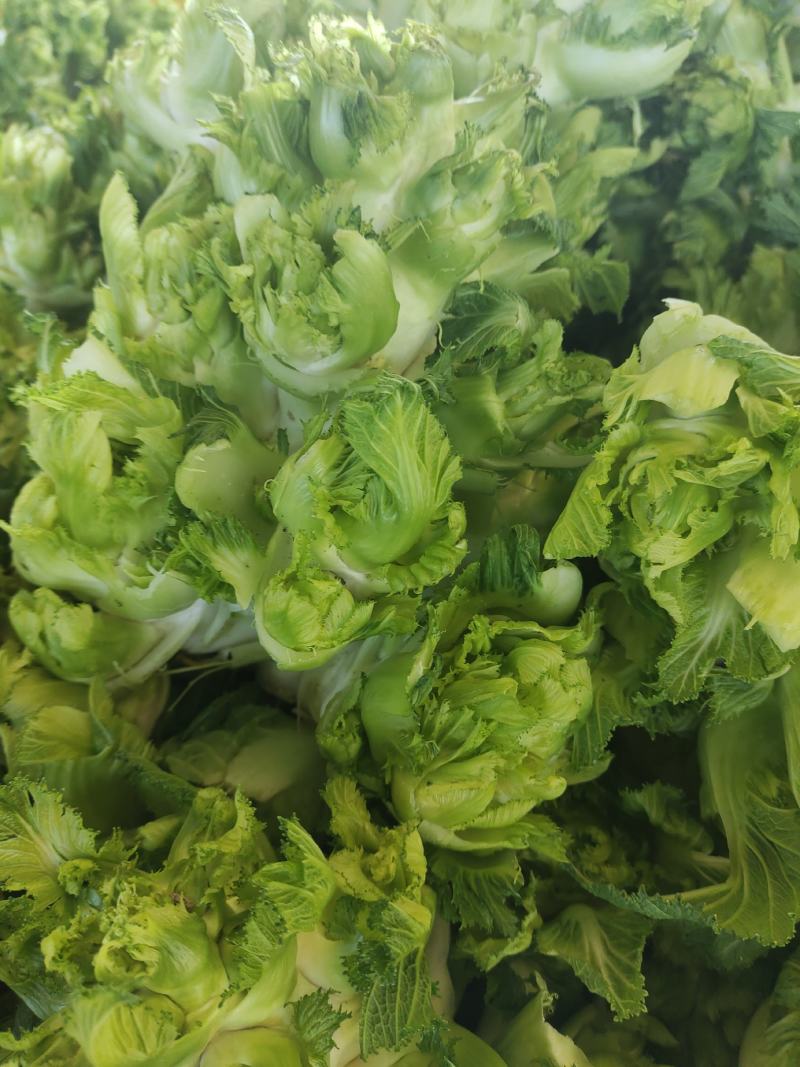 儿菜大量上市精品价格不贵需要的联系