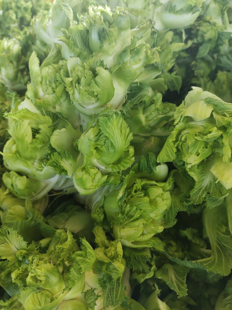 儿菜大量上市精品价格不贵需要的联系