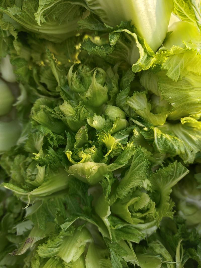 儿菜大量上市精品价格不贵需要的联系