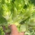 儿菜大量上市精品价格不贵需要的联系