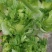 儿菜大量上市精品价格不贵需要的联系