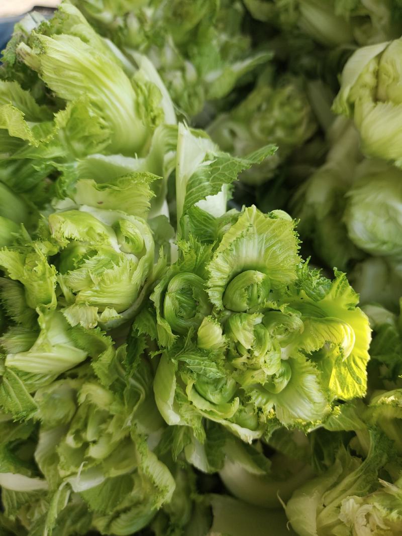 儿菜大量上市精品价格不贵需要的联系