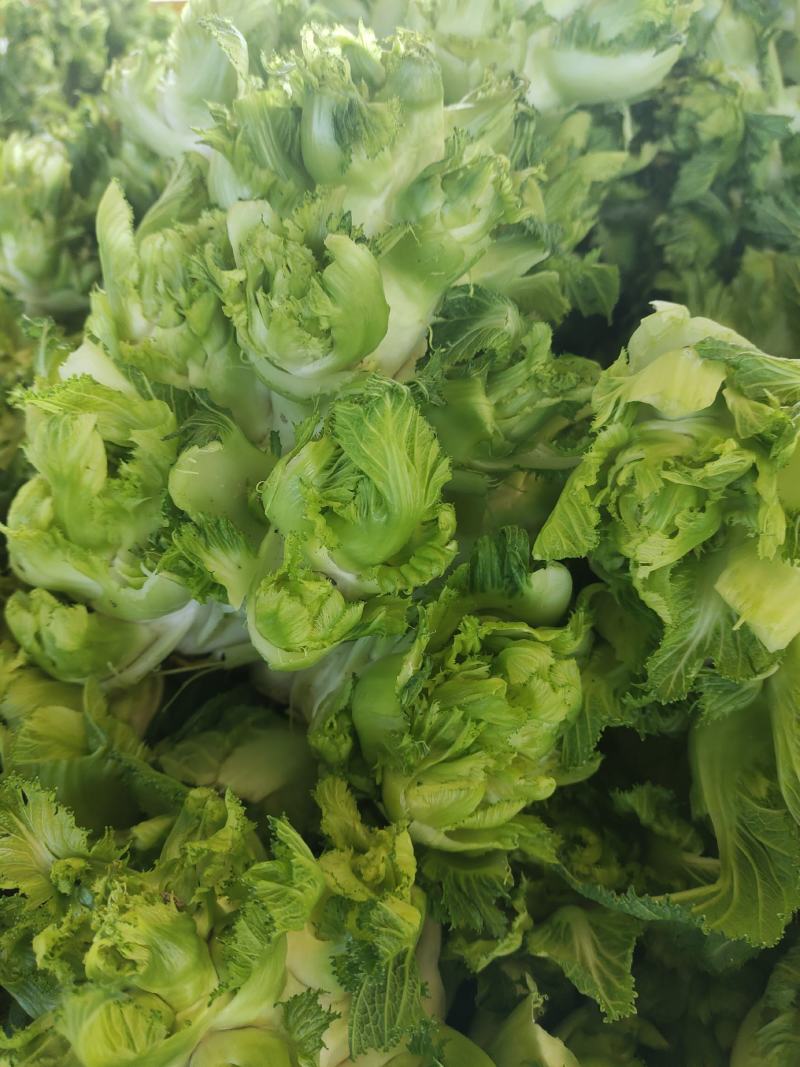 儿菜大量上市精品价格不贵需要的联系
