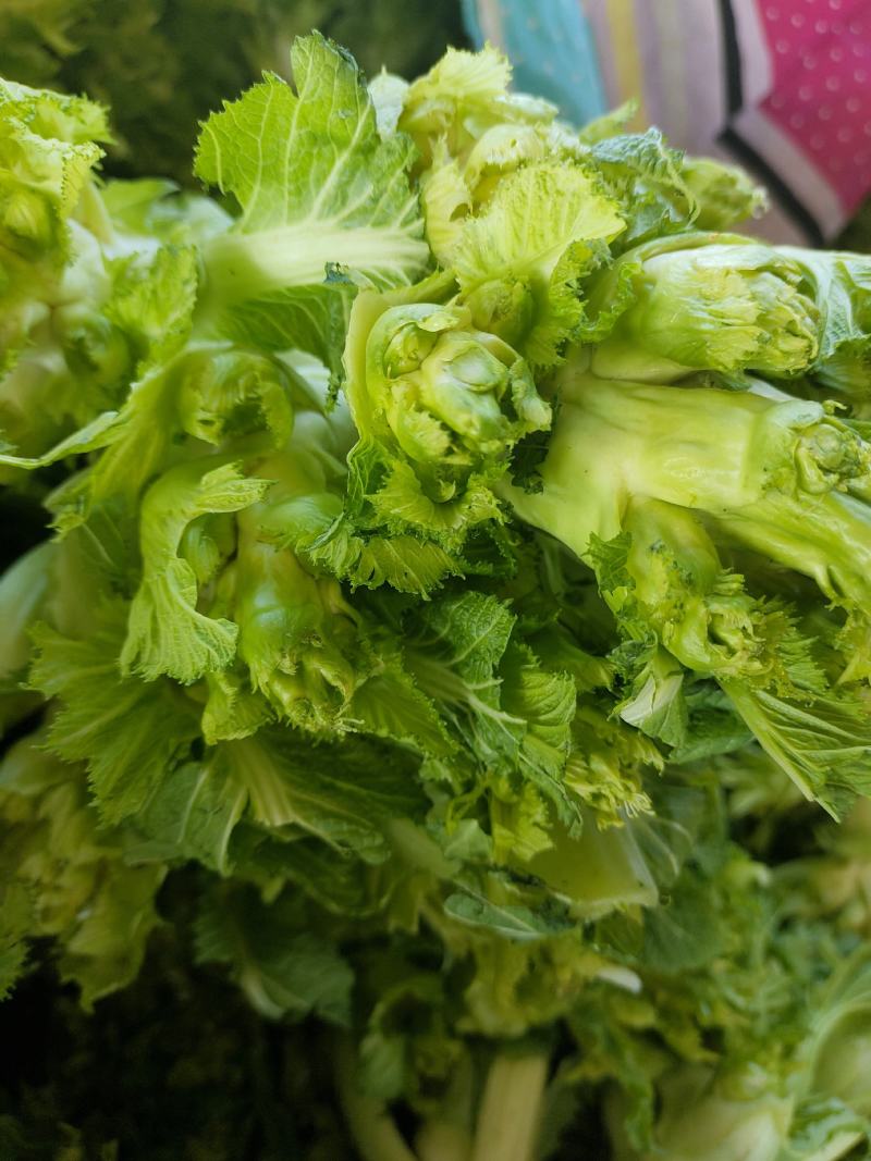 儿菜大量上市精品价格不贵需要的联系