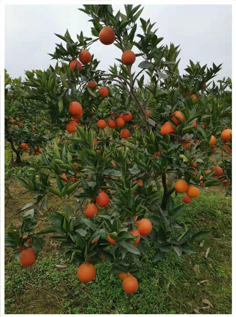 塔罗科血橙果园直供，批发团购一件代发全国发货欢迎来电咨询