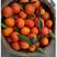 塔罗科血橙果园直供，批发团购一件代发全国发货欢迎来电咨询