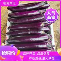【优选】茄子-徐闻紫长茄-大量供应-产地直供-价格优惠