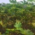 无花果苗