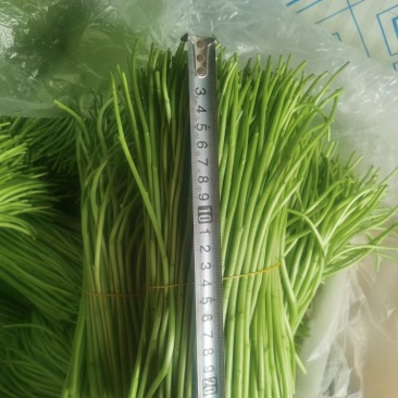 精品黎蒿