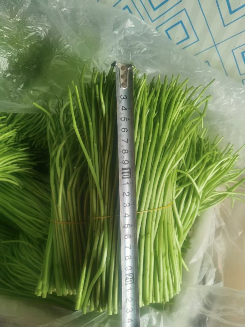 精品黎蒿