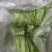 精品黎蒿