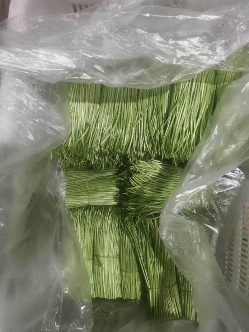 精品黎蒿