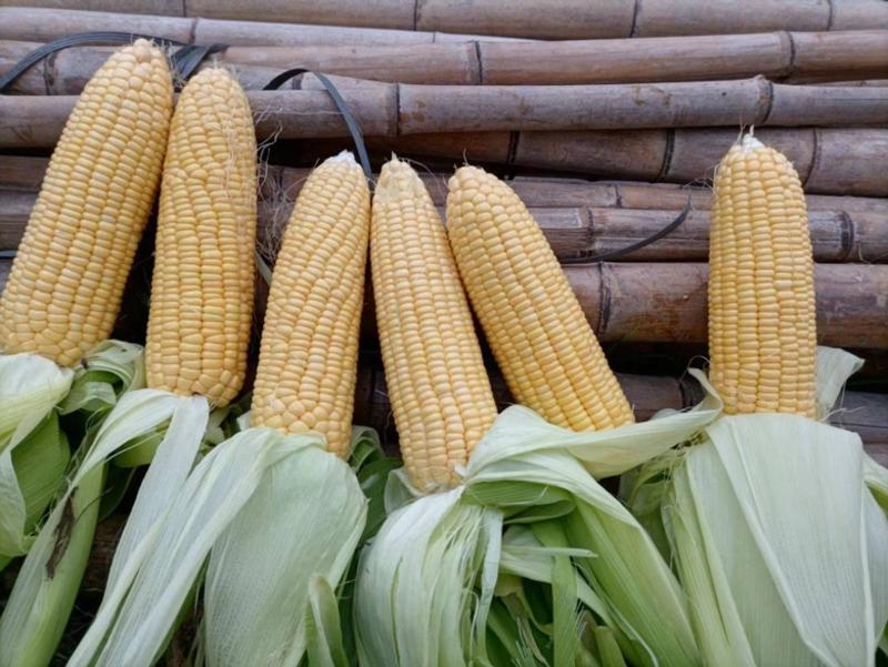 云南高原水果玉米大量上市中供应各种商超市场全国发货