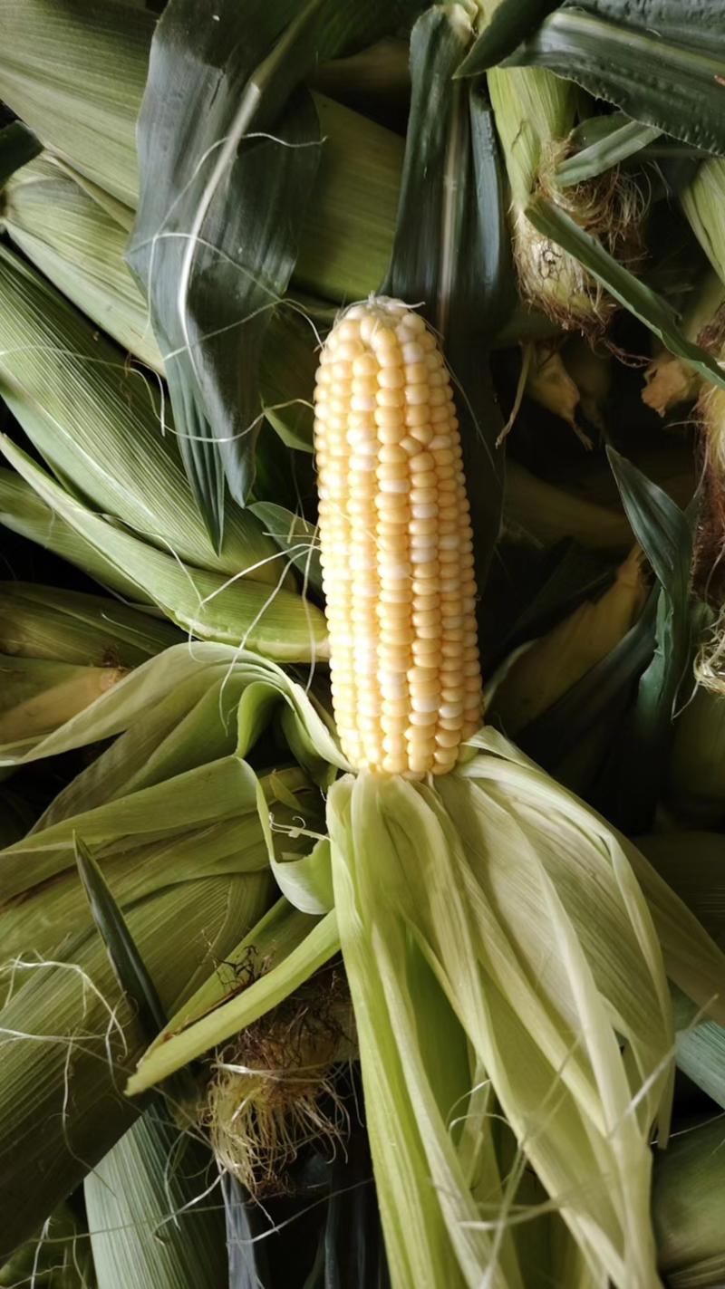 云南高原水果玉米大量上市中供应各种商超市场全国发货