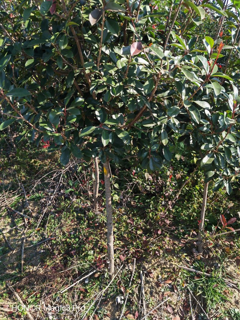 4-5公分石楠树