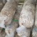香菇菌棒、大棚建设设计
