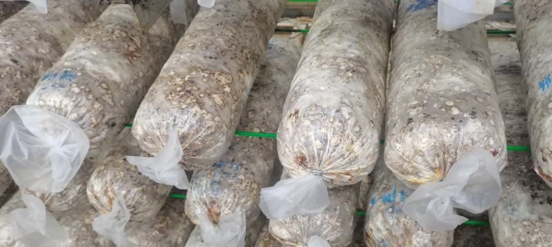 香菇菌棒、大棚建设设计