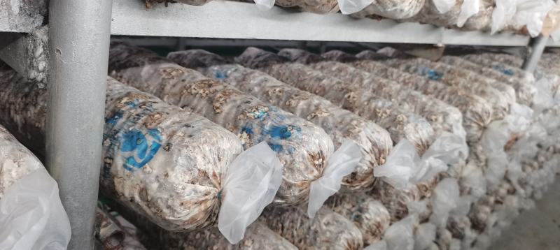 香菇菌棒、大棚建设设计