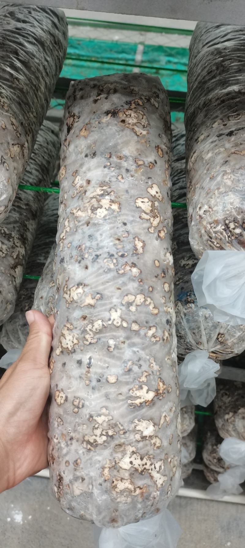 香菇菌棒、大棚建设设计