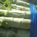 【热卖】精品万亩红叶莴苣基地大量有货保质量，价优，