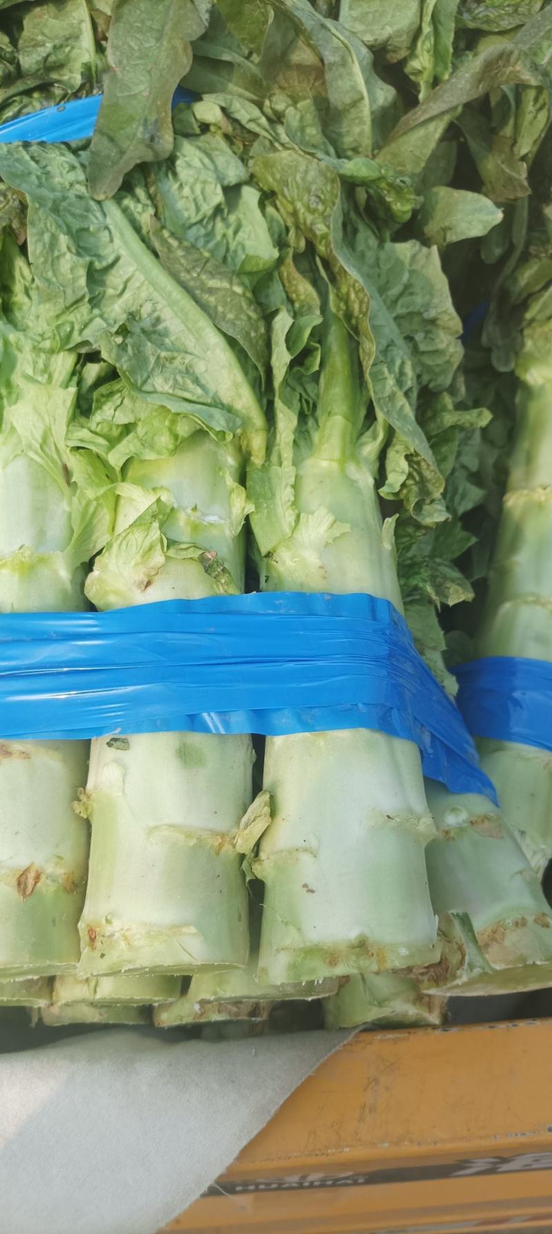 【热卖】精品万亩红叶莴苣基地大量有货保质量，价优，