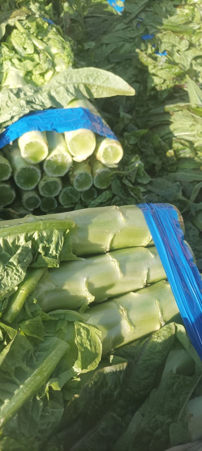 【热卖】精品万亩红叶莴苣基地大量有货保质量，价优，