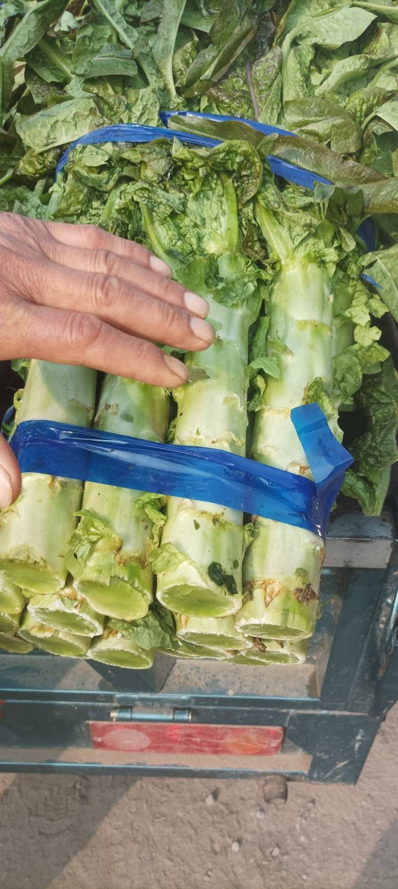【热卖】精品万亩红叶莴苣基地大量有货保质量，价优，