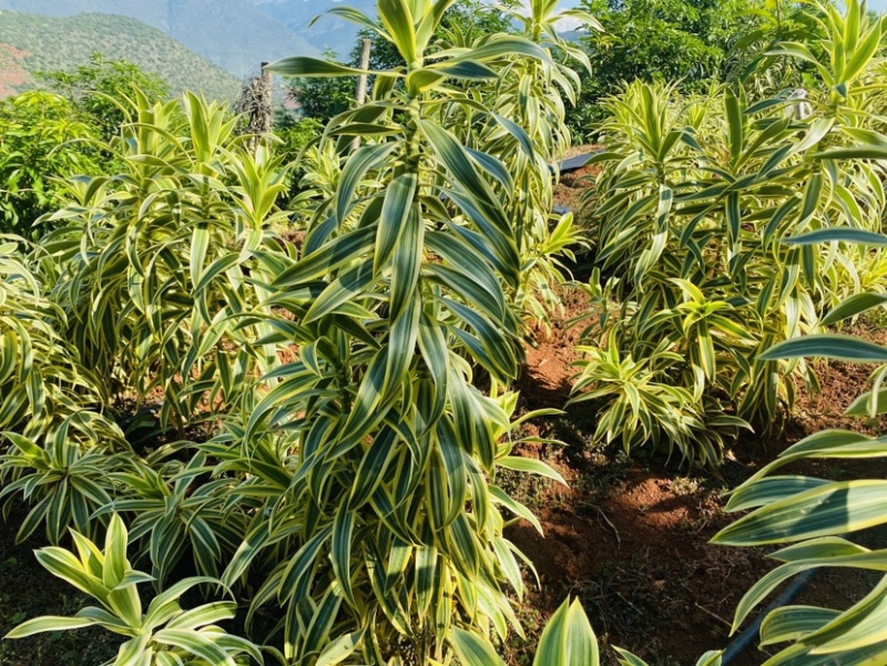 云南金边百合竹鲜切花45公分鲜切枝保鲜当日发货