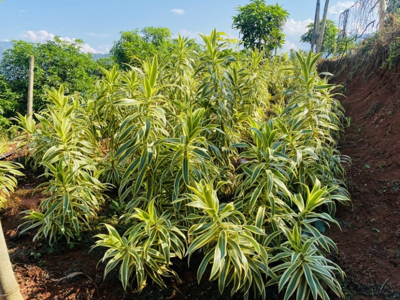 云南金边百合竹鲜切花45公分鲜切枝保鲜当日发货
