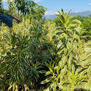 云南金边百合竹鲜切花45公分鲜切枝保鲜当日发货