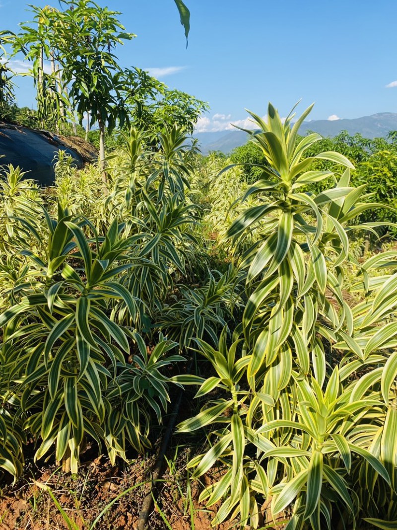 云南金边百合竹鲜切花45公分鲜切枝保鲜当日发货